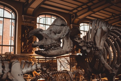 博物馆内的恐龙骨架